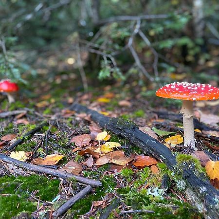 Morvan La Pastourelle Quarré-les-Tombes Eksteriør bilde